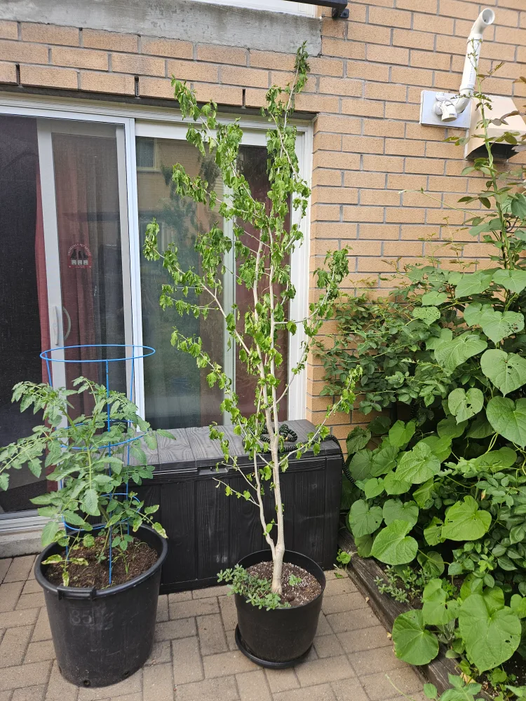 Purple Rose of Sharon image indicator(3)