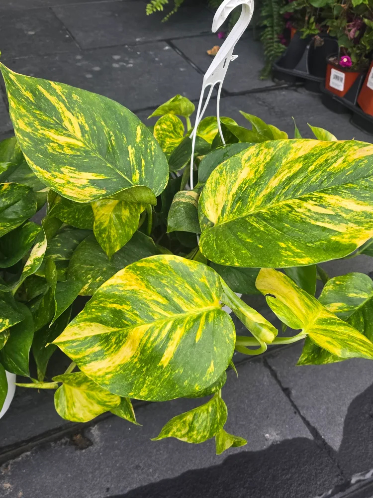 hawaian pothos  8"hanging Basket image indicator(5)