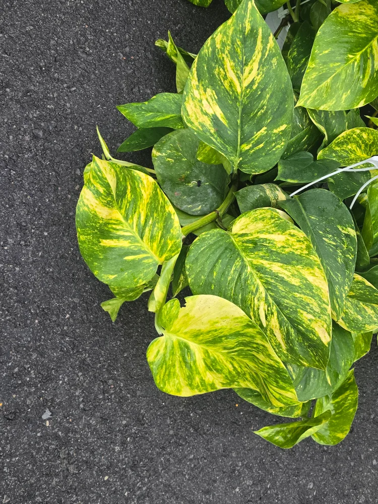 hawaian pothos  8"hanging Basket image indicator(6)