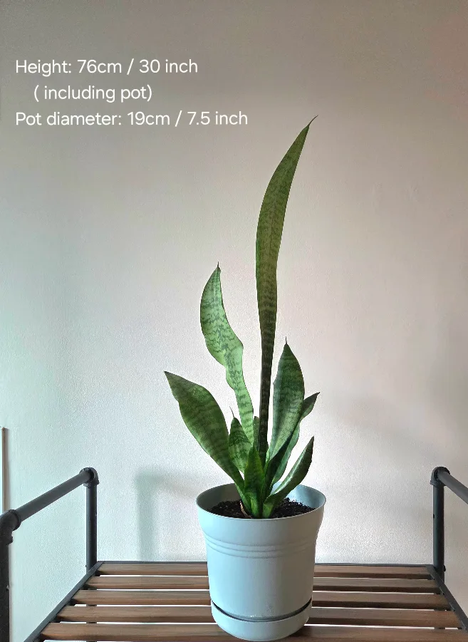 beautiful indoor  plant thumbnail