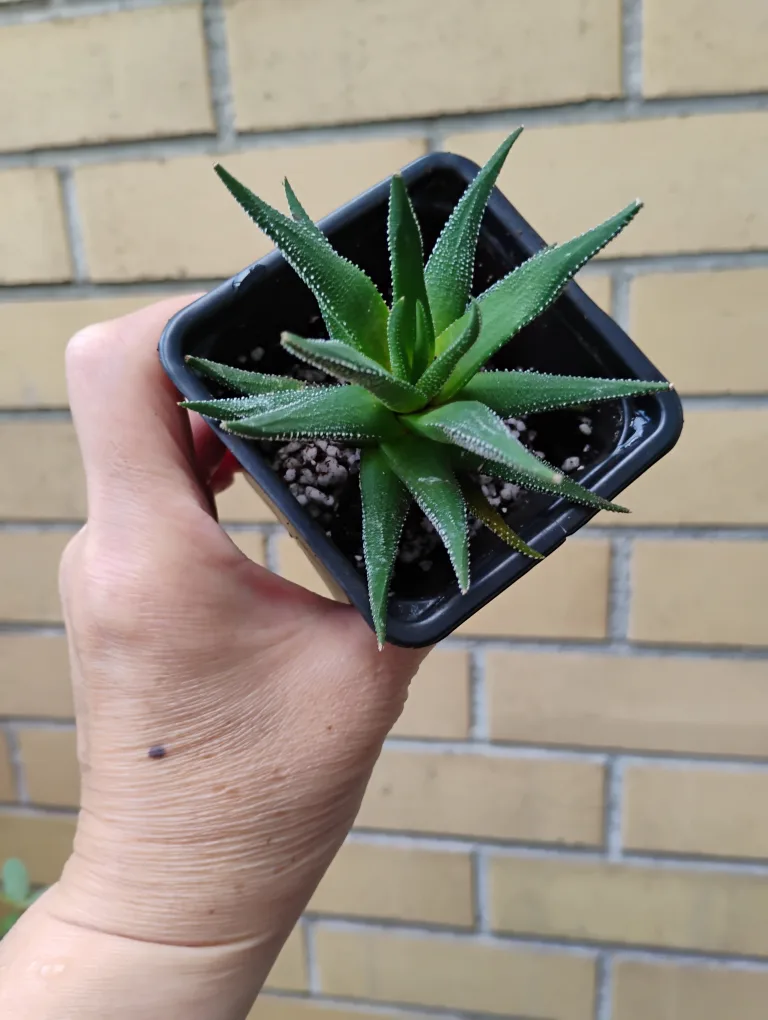 Haworthia Fasciata (Zebra Plant) thumbnail
