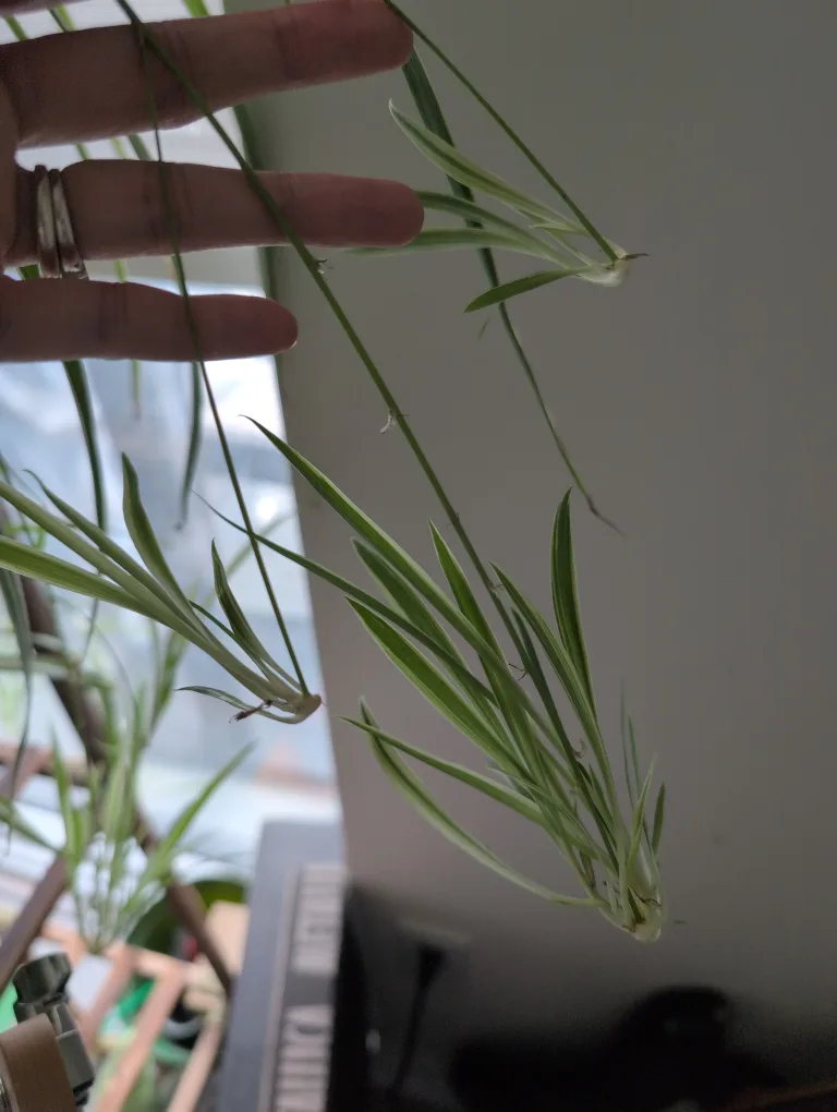 Spider Plant Starter thumbnail