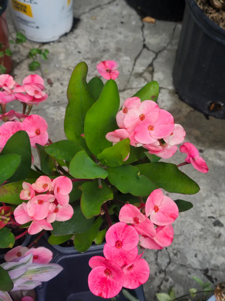 Crown of Thorns Plant with Pink Flowers thumbnail