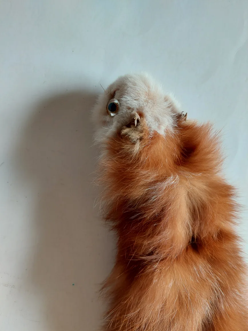 Ferret Pelt image indicator(2)