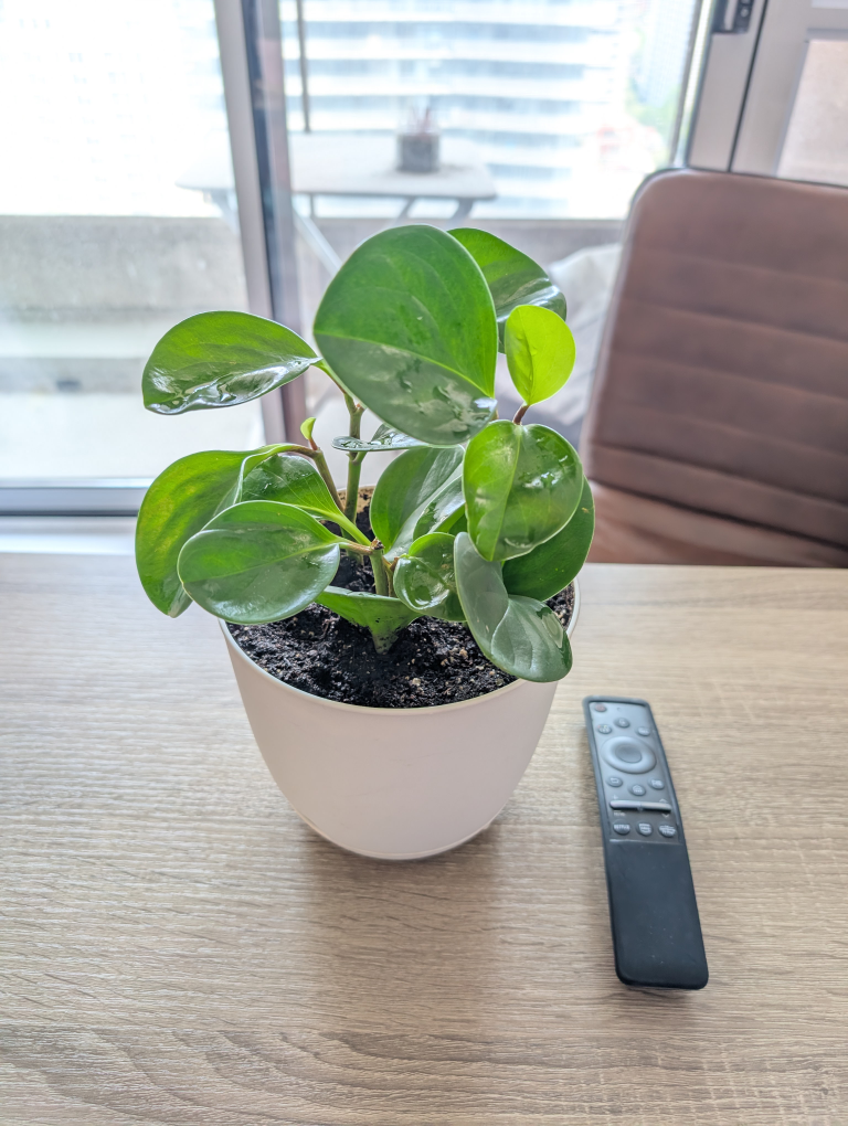 Peperomia