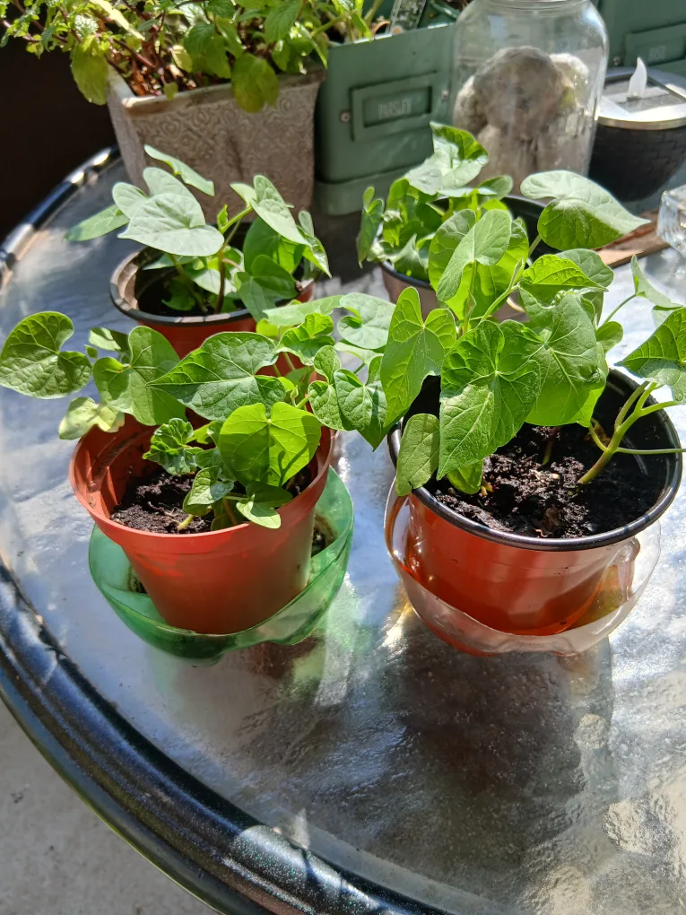Morning Glory Seedlings - Ready to Plant! thumbnail