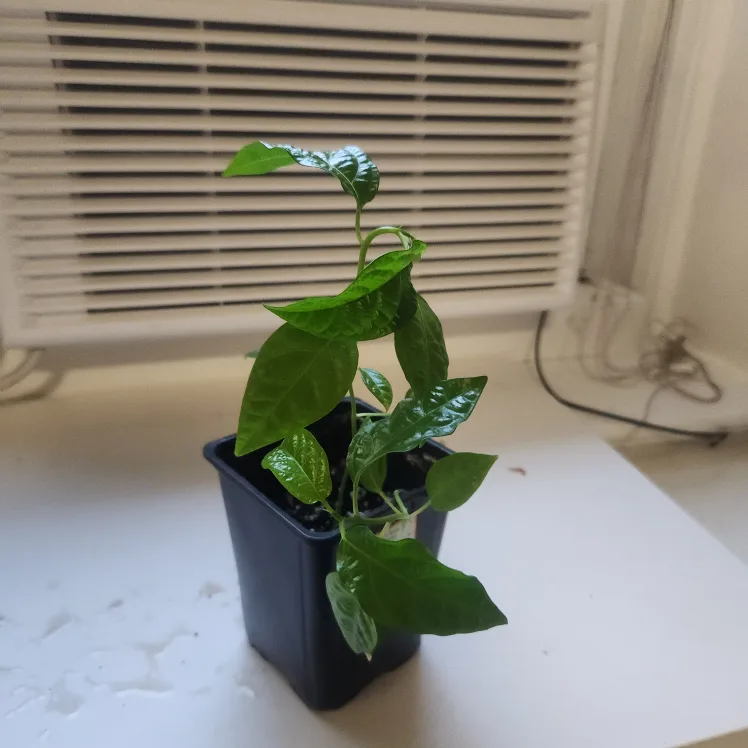 🇨🇦Pasion fruit plant image indicator(2)