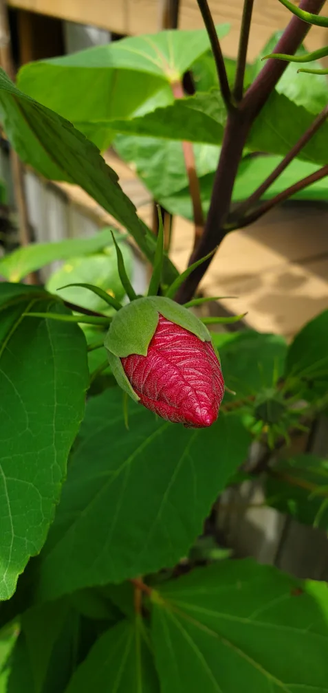Hibiscus moscheutos image indicator(2)