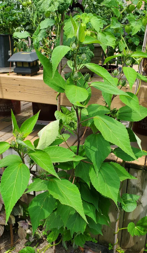 Hibiscus moscheutos image indicator(3)