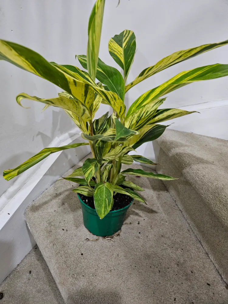 🇨🇦Variegated Ginger Plant🍁 thumbnail