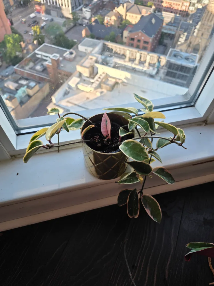 Hoya Carnosa Tricolor Plant thumbnail