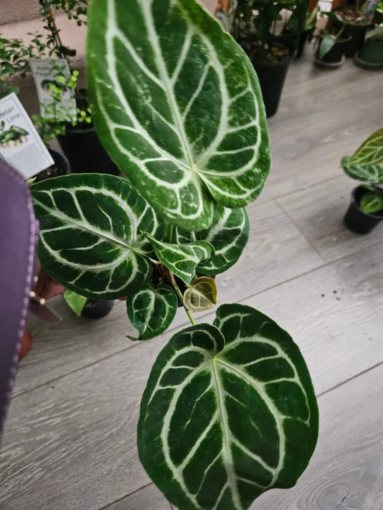 🇨🇦Anthurium Crystallinum Plant🇨🇦 thumbnail