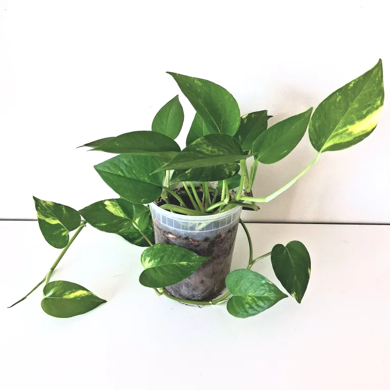 🌱 Golden Pothos 🌻 thumbnail