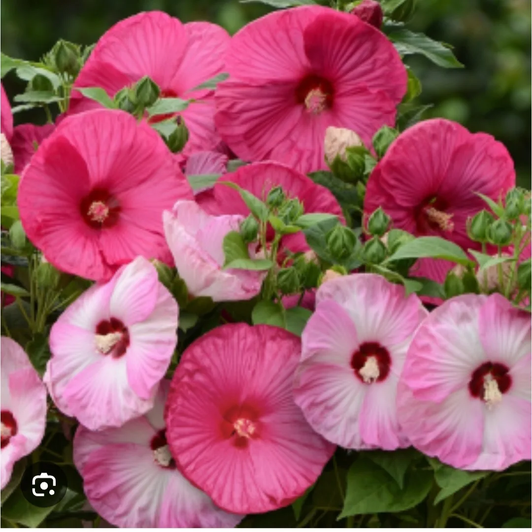 Luna Rose Hibiscus Plant. available in 4 color thumbnail