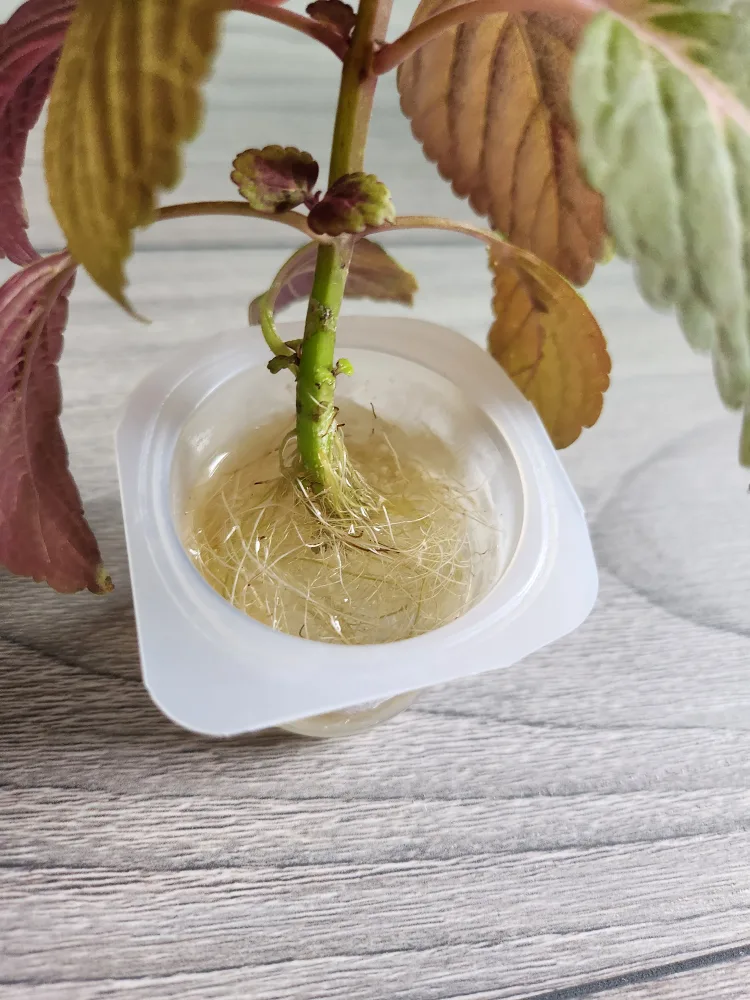 Coleus Plant Cutting image indicator(2)