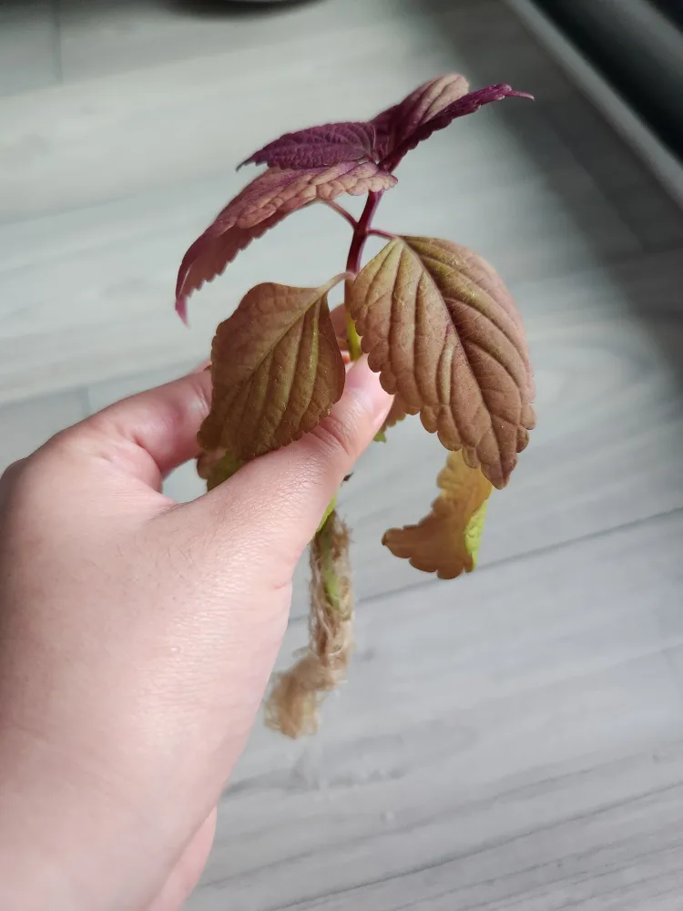 Coleus Plant Cutting image indicator(3)