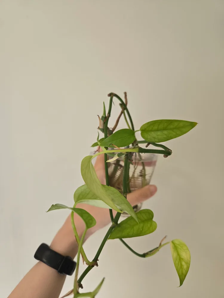 Free Propagated Plant Cuttings thumbnail