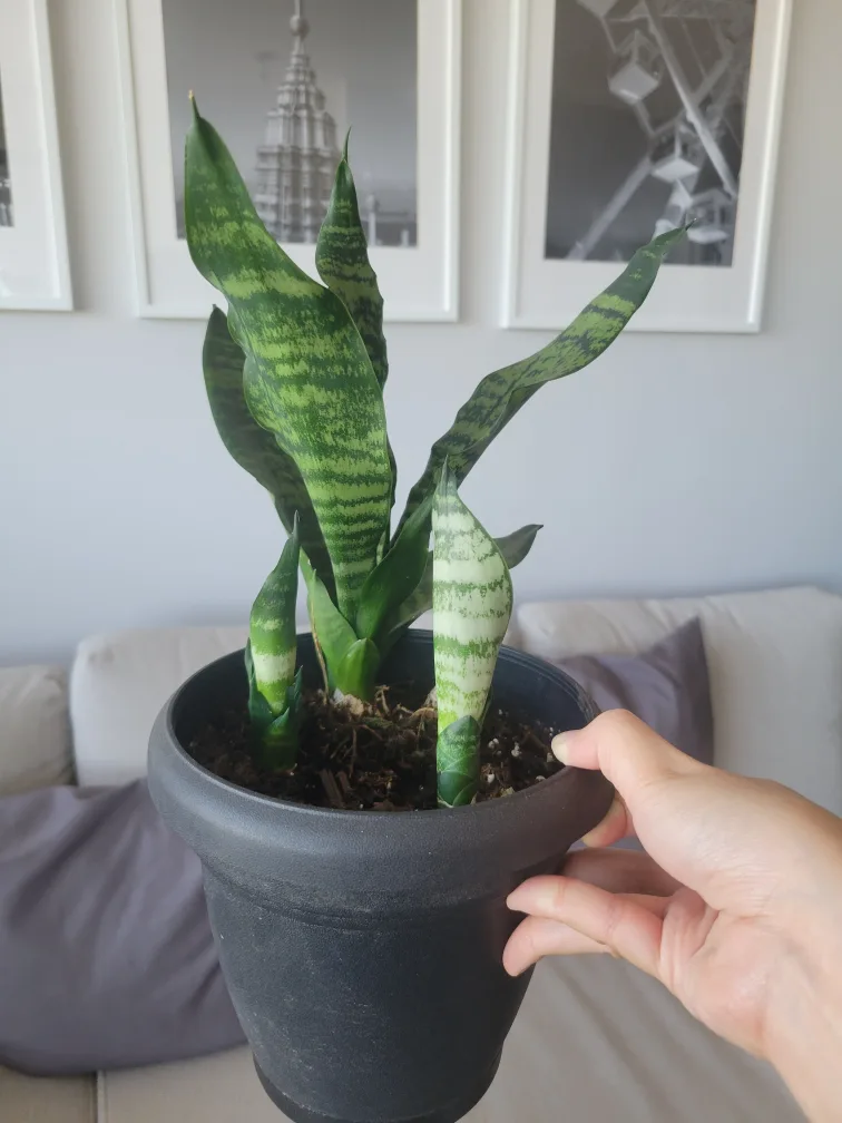 Snake Plant thumbnail