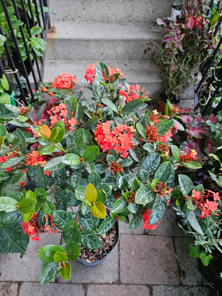 🇨🇦ixora Plant  braided in 2gallon pot 🍁 thumbnail