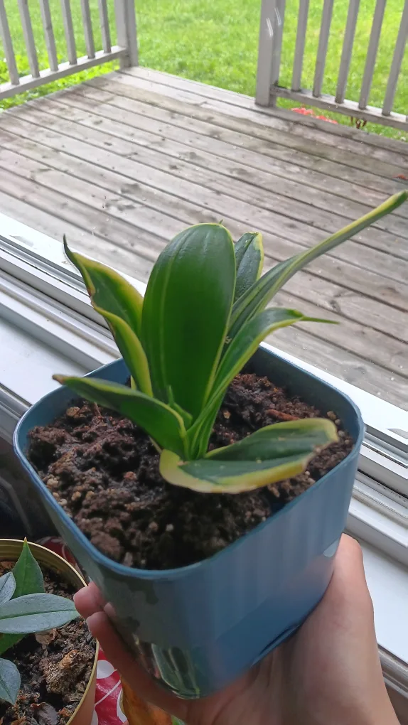 Snake plant 🪴 🇨🇦 thumbnail
