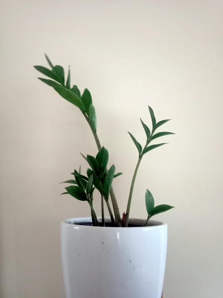 ZZ Plant thumbnail