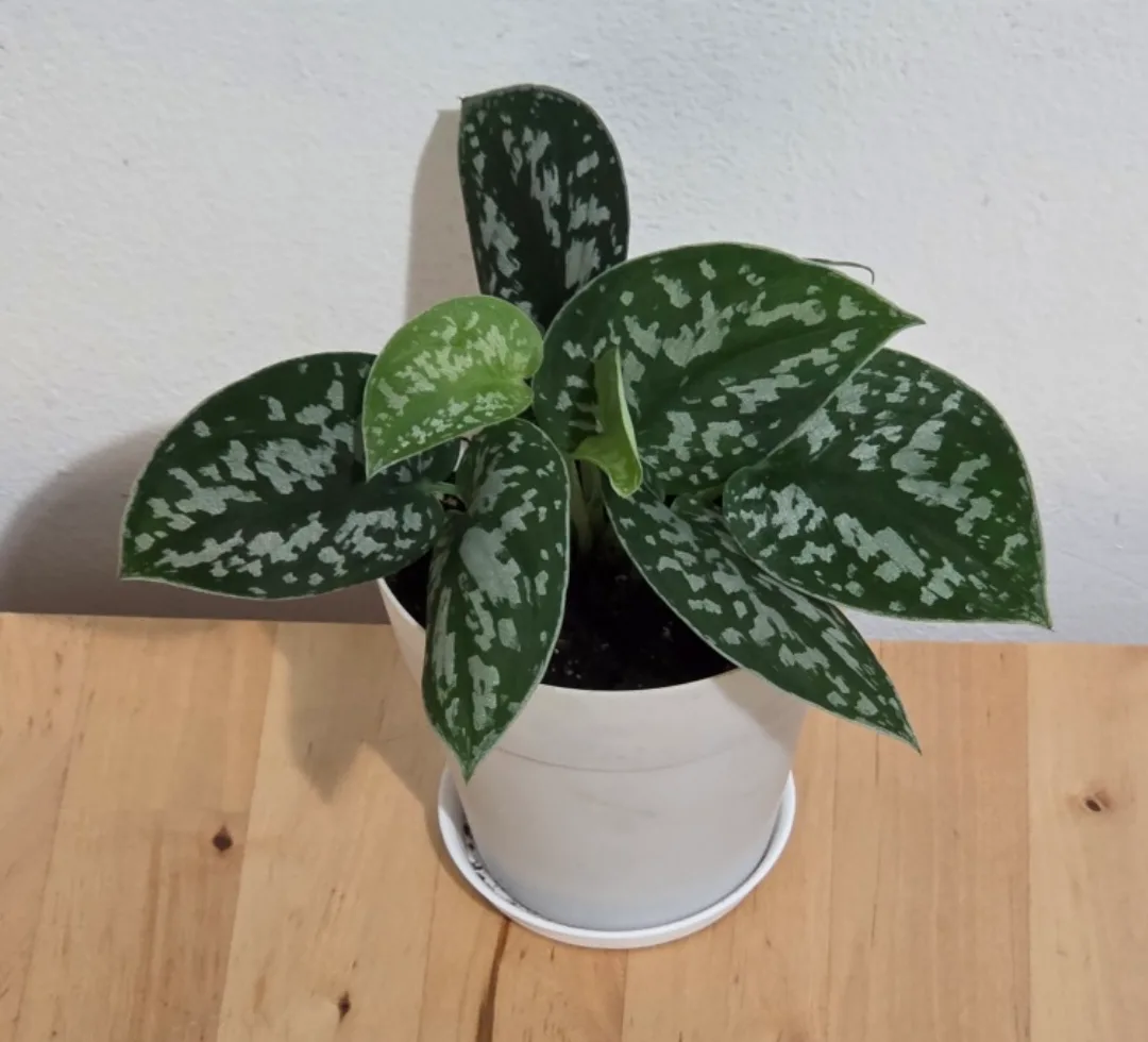 Satin Pothos Plant 🪴 thumbnail