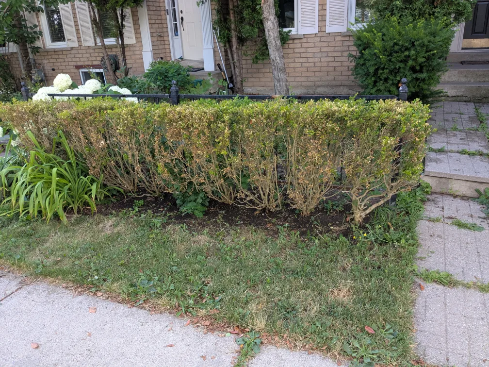 free boxwood bush thumbnail