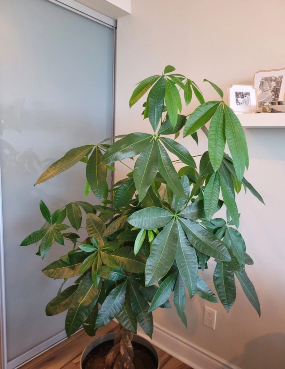 Large,  healthy Pachira - photo 2