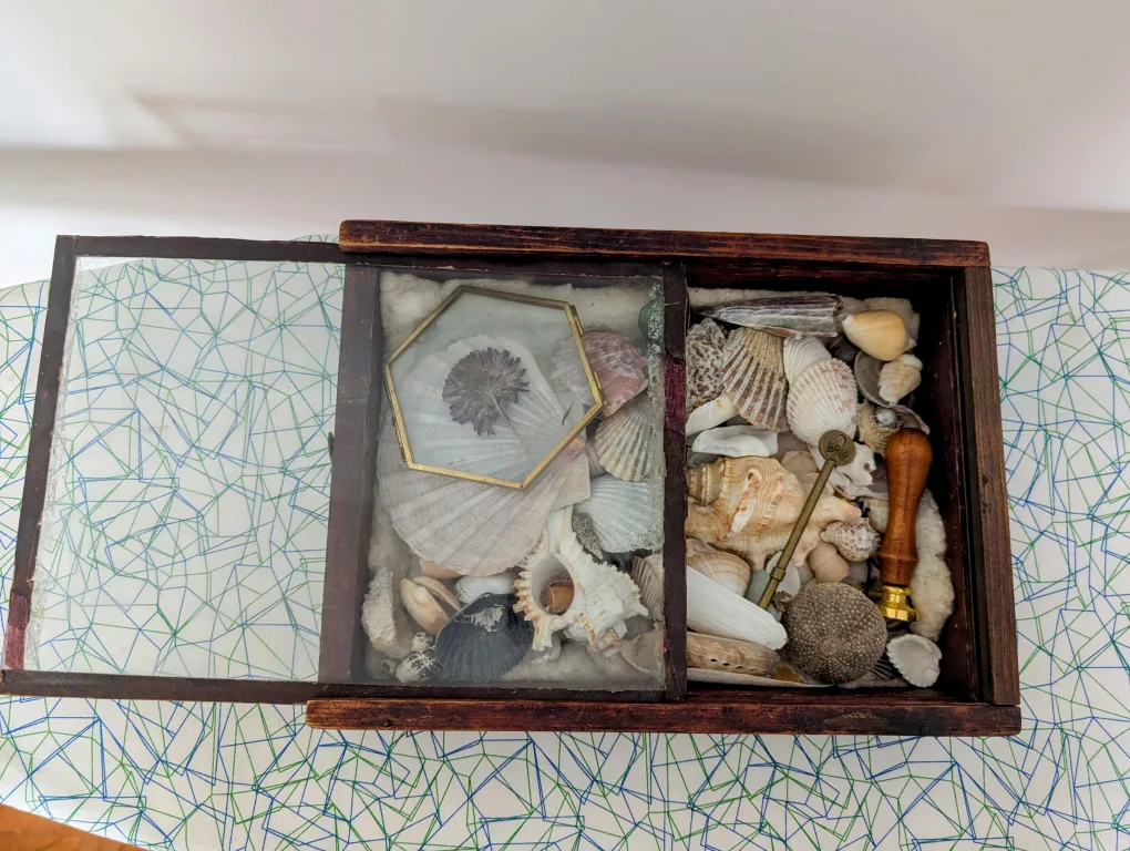 Vintage Seashell Display Box thumbnail
