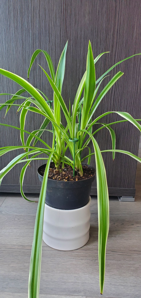 Spider Plant in black pot - photo 2