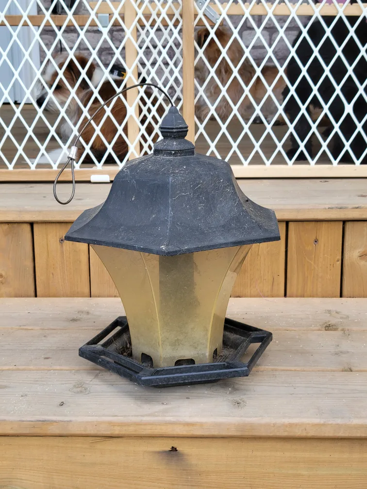 Bird Feeder thumbnail