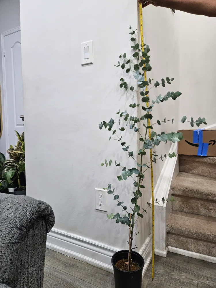🇨🇦Eucalyptus Plant ~5ft Tall🍁 image indicator(5)