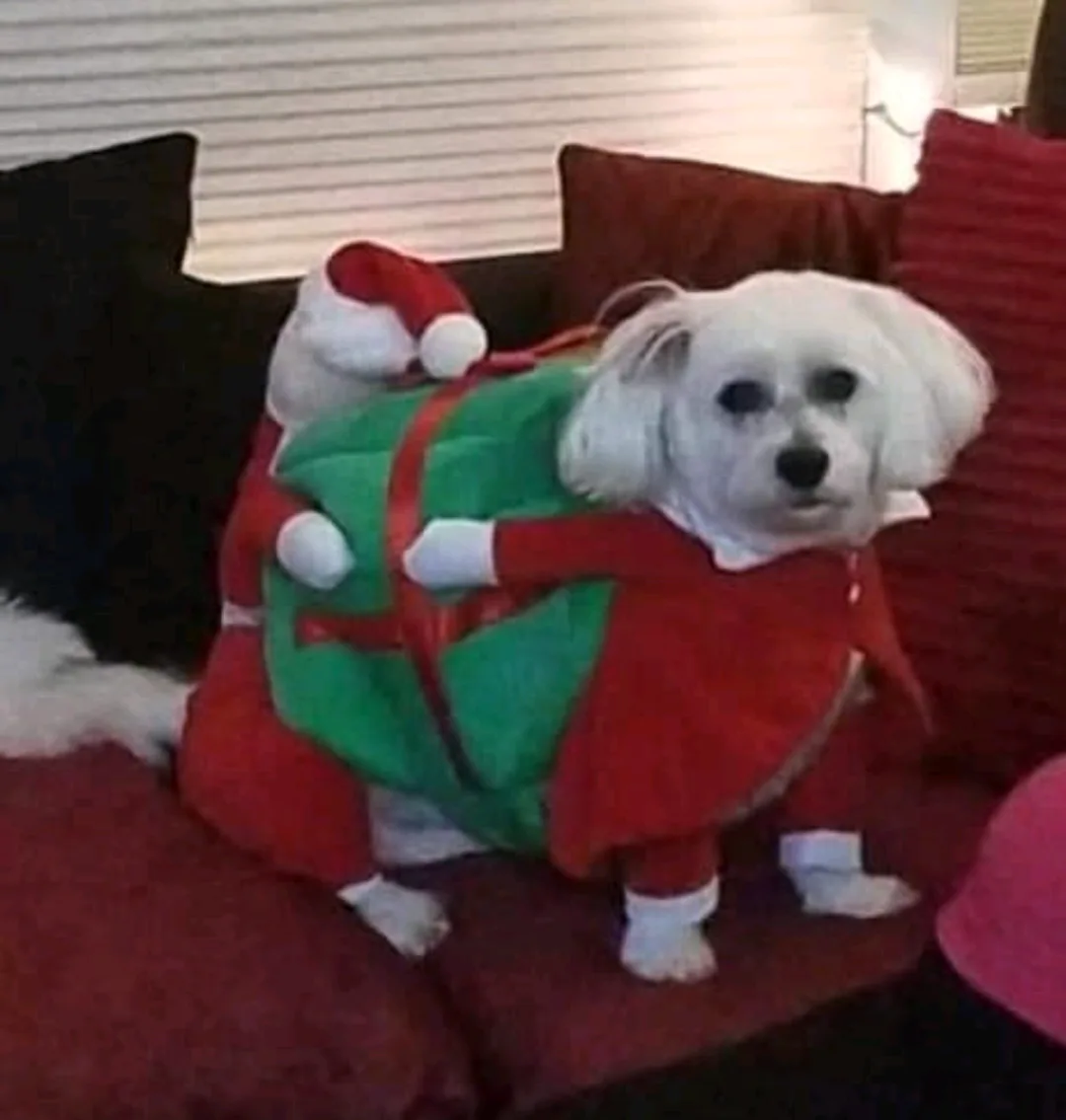 Santa Elf Dog Costume - Size XL image indicator(4)