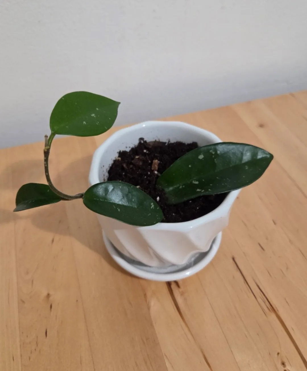 Hoya in Planter 🌱 thumbnail