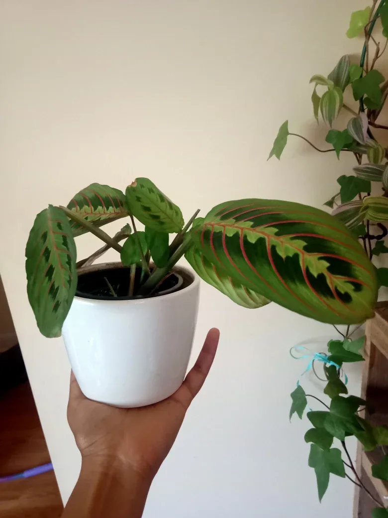 Maranta Red-veined Prayer Plant thumbnail