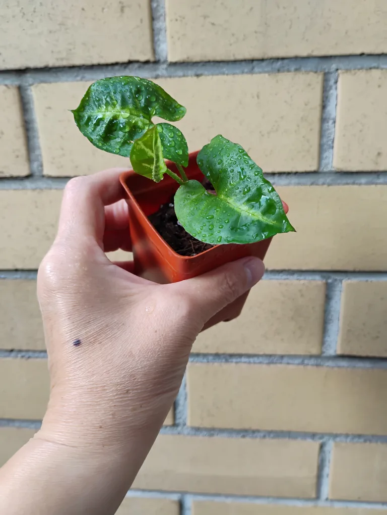 Syngonium Albo Variegata Plant thumbnail