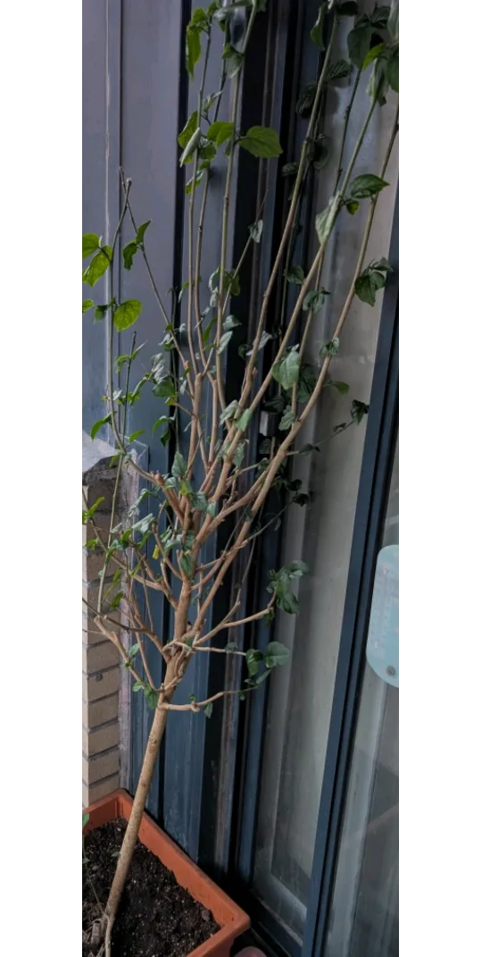 Indoor Tree - Hibiscus - Needs care & in Great shape thumbnail