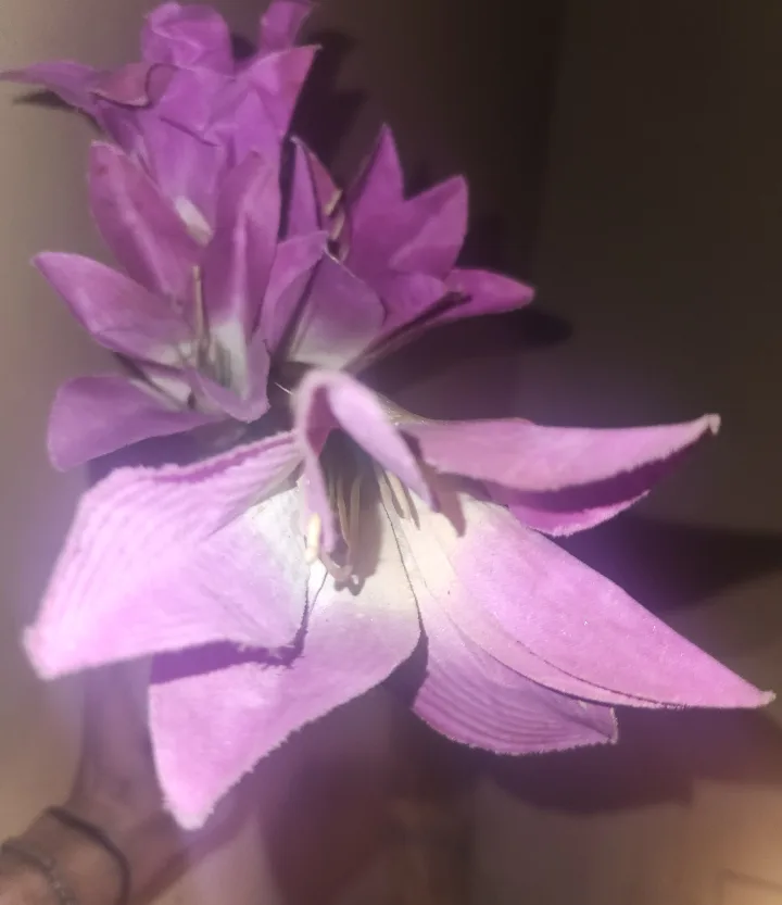 Purple Artificial Flowers thumbnail
