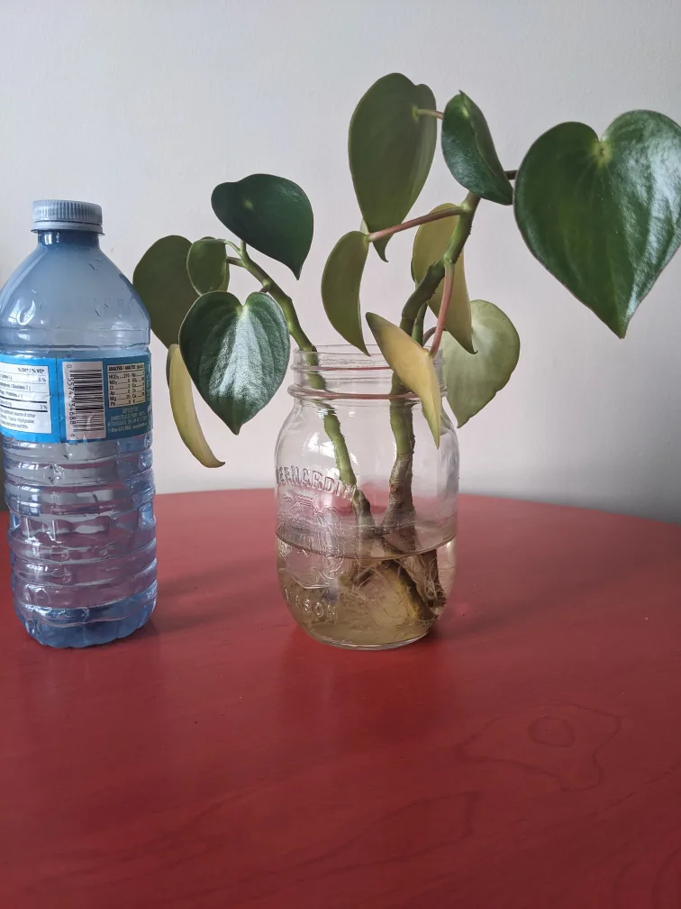 Chinese money plant and clippings thumbnail