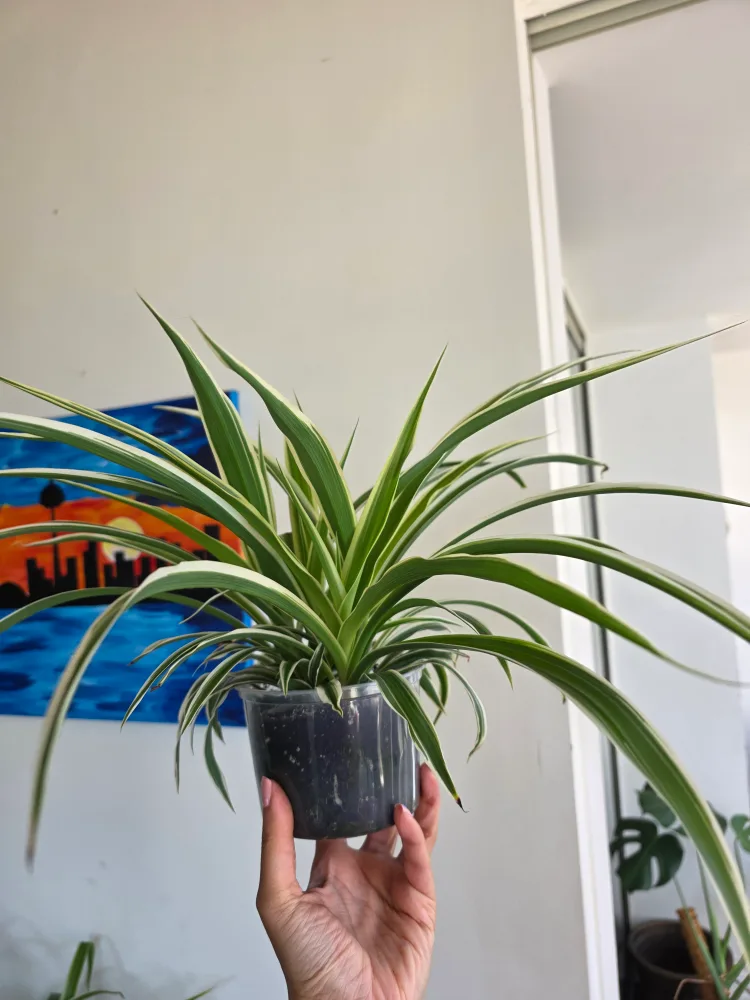 Large Spider Plant in a clear plastic pot thumbnail
