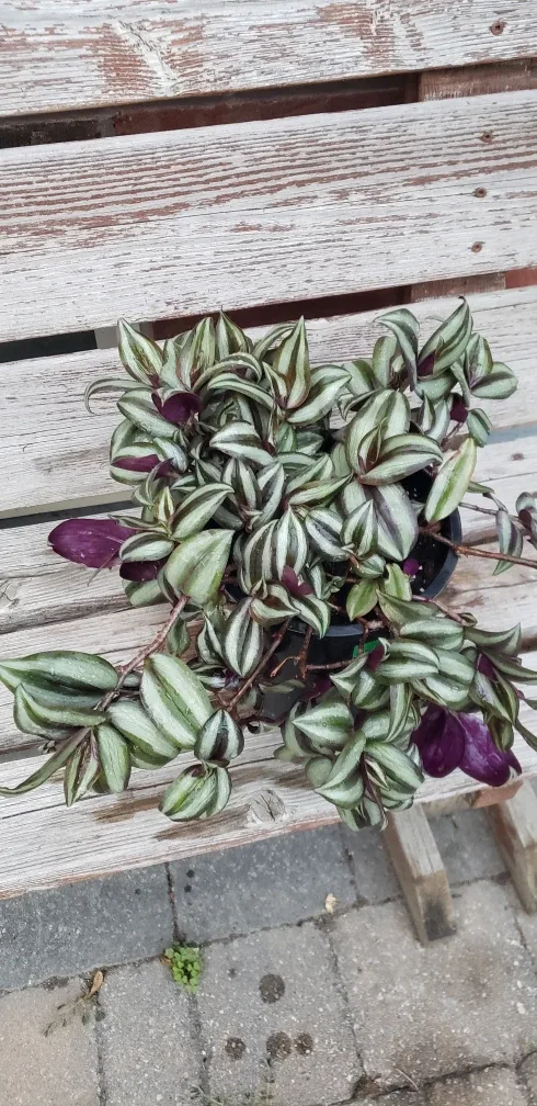 Tradescantia zebrina thumbnail