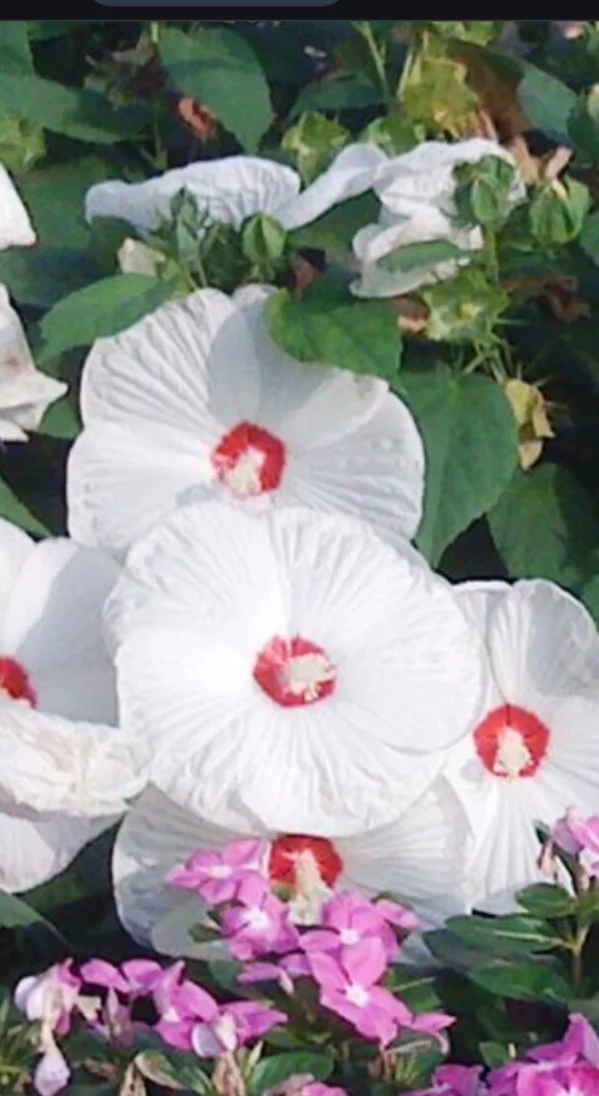 🇨🇦outdoor Hibiscus plants 🍁 thumbnail