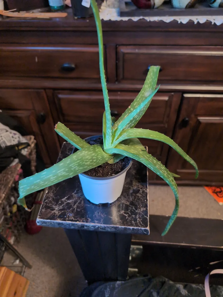 Aloe Vera Plant thumbnail