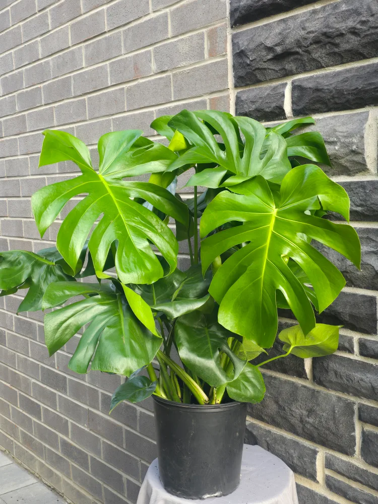 extra large monstera delicosia thumbnail