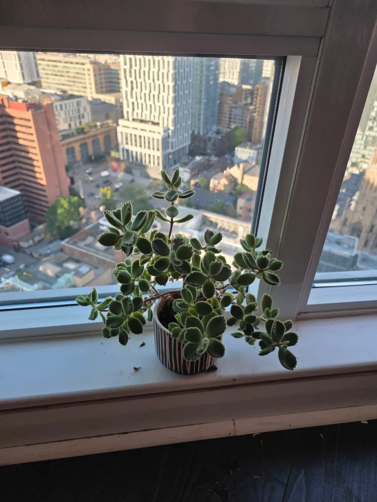 Potted Bear's Paw Succulent thumbnail
