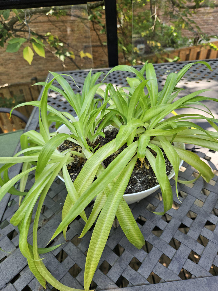Spider Plant