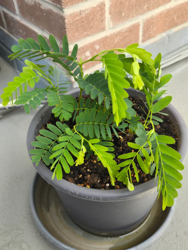 Potted Tamarind Plant thumbnail