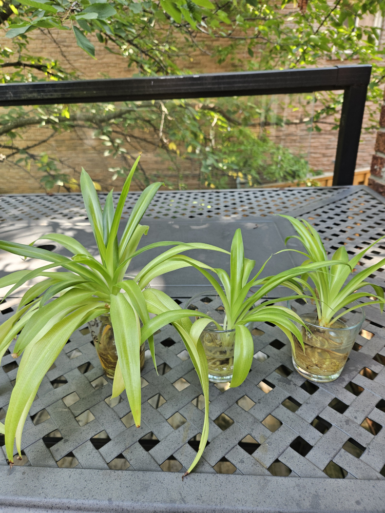 Spider Plant Babies in Glass Vases