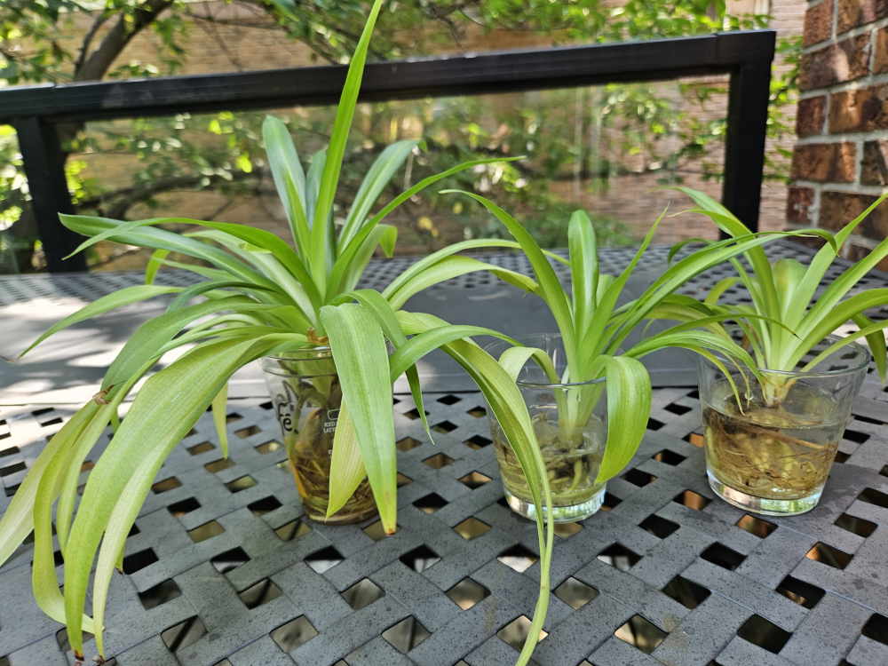 Spider Plant Babies in Glass Vases - photo 2