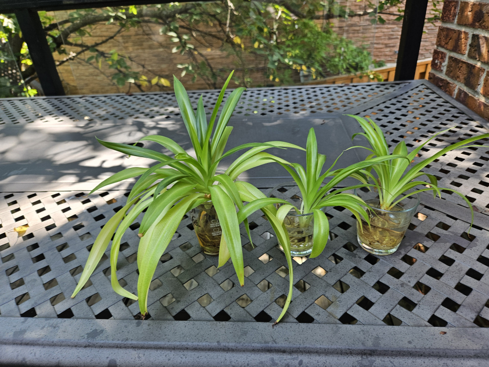 Spider Plant Babies in Glass Vases - photo 3
